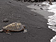 Turtle at the Black Sand Beach